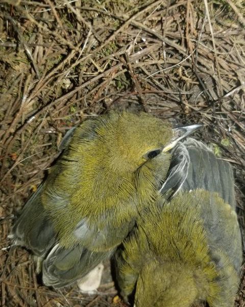 Prothonotary nestlings in a nest