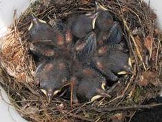 Prothonotary nestlings in a nest