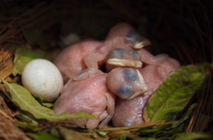 Featherless Purple Martin nestlings and one egg lying in nesting material.
