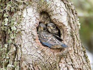 Two Eastern Bluebird nestlings sitting at the entrance of a natural cavity nest in a tree.
