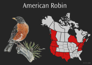 iluustration of an American Robin on the left, and a map of the US and Canada showing where robins are declining on the right, all over a black background with the words American Robin at the top of the image..