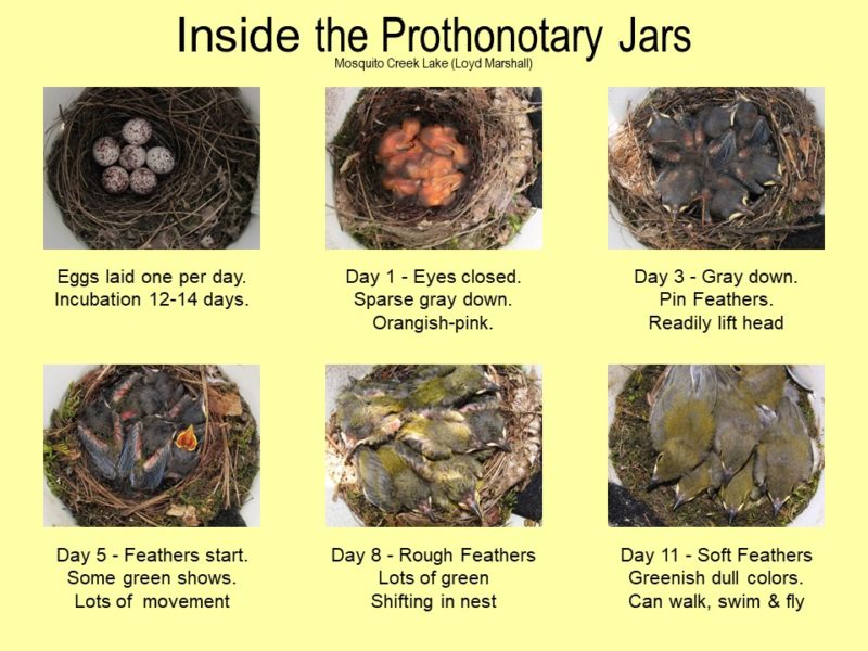 a prothonotary warbler nest shown in 6 growth stage, over a yellow background