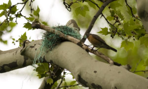 an American Robin perched next to a nest with lots of teal plastic grass incorporated