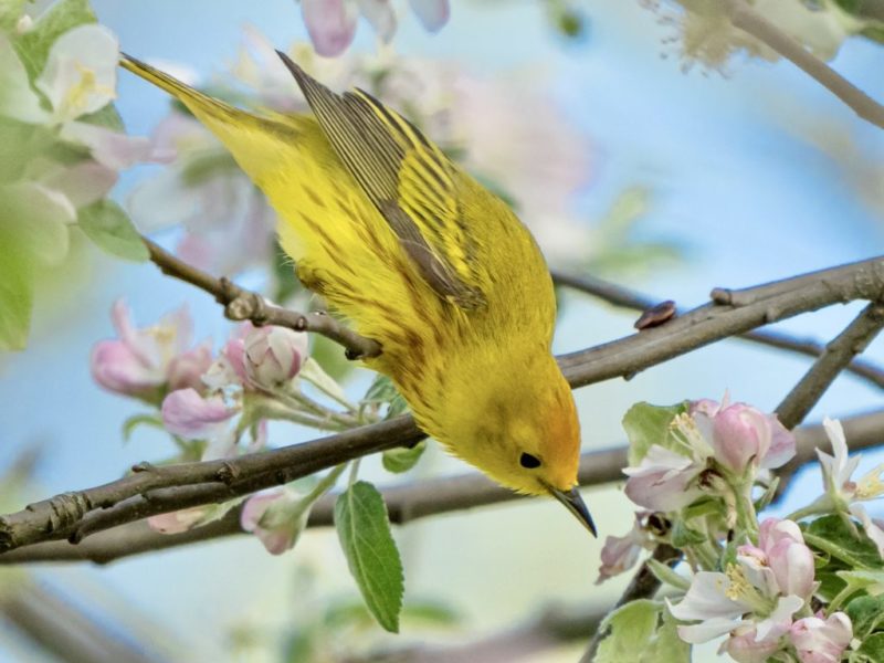 a Yellow Warbler perched in a tree , reaching down towards its pink blossom.