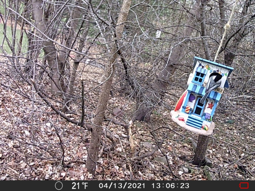 NestWatch | Chickadee Nesting - NestWatch