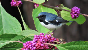 a black-throated blue warbler perched among bright fuchsia beautyberries