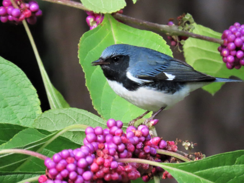 a black-throated blue warbler perched among bright fuchsia beautyberries