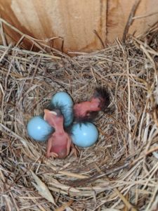 an eastern bluebird nest with two recently hatched young and three unhatched eggs.