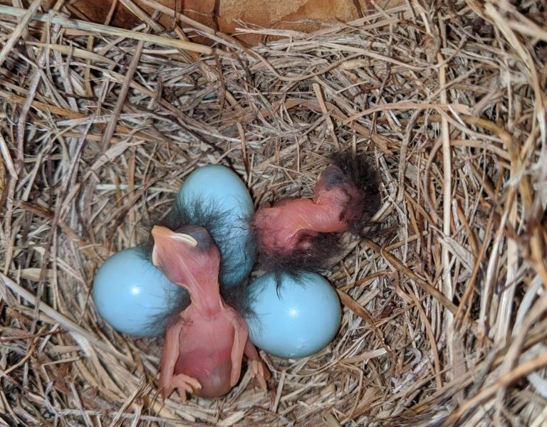 an eastern bluebird nest with two recently hatched young and three unhatched eggs.