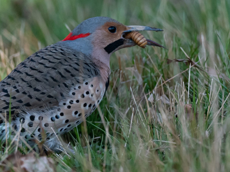 a male northern flicker in the grass, munching on a cicada