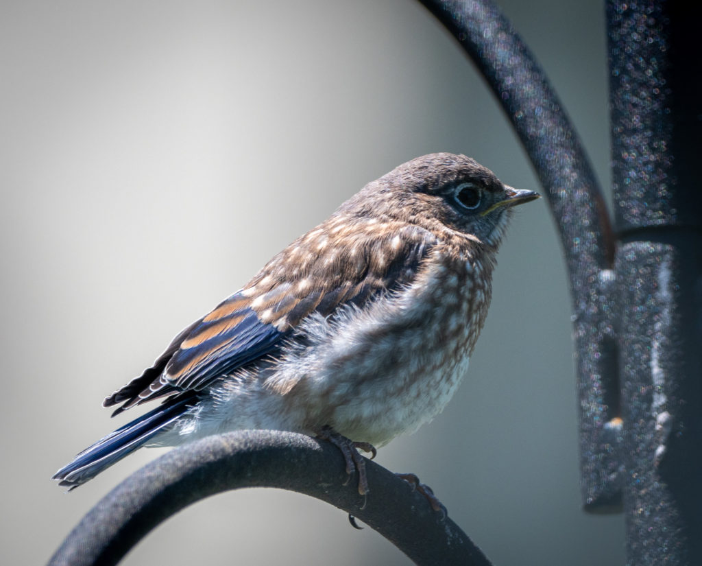 NestWatch | First visit of Bluebirds after fledging - NestWatch