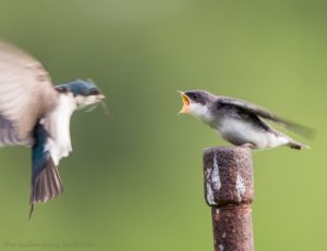 an adult Tree Swallow hovers in front of a fledgling, with food in its beak