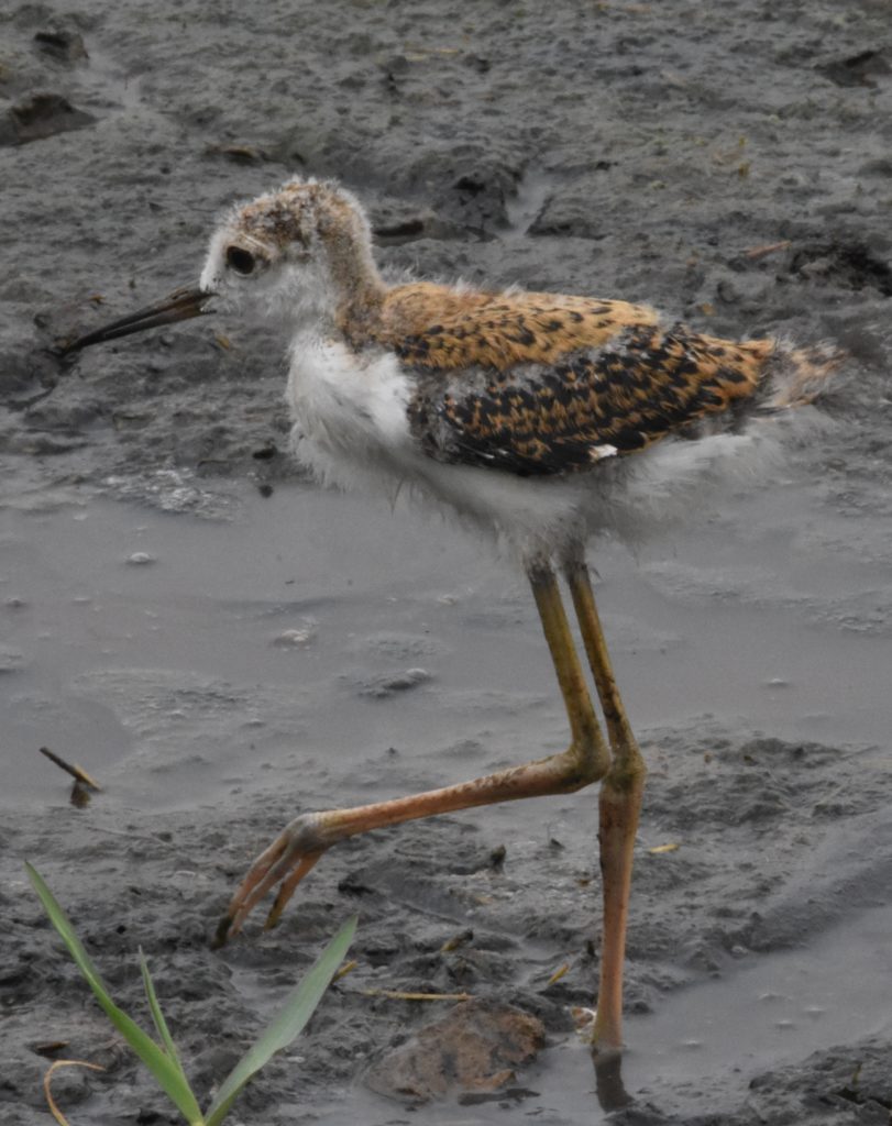 NestWatch Chick of ground living bird NestWatch