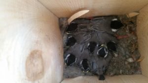 Eight mountain chickadee nestlings in a nest box