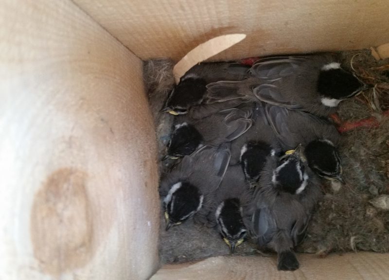 Eight mountain chickadee nestlings in a nest box