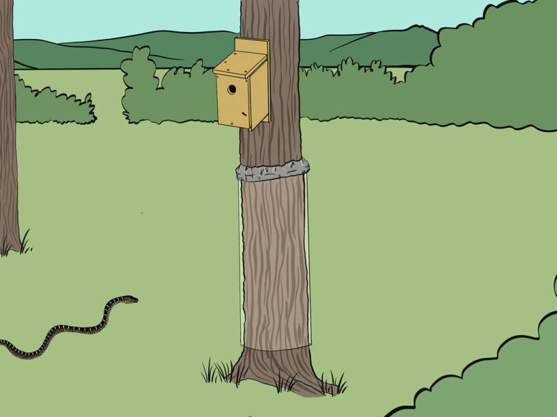 nest box on a tree with the guard installed, and a snake nearby; illustrated