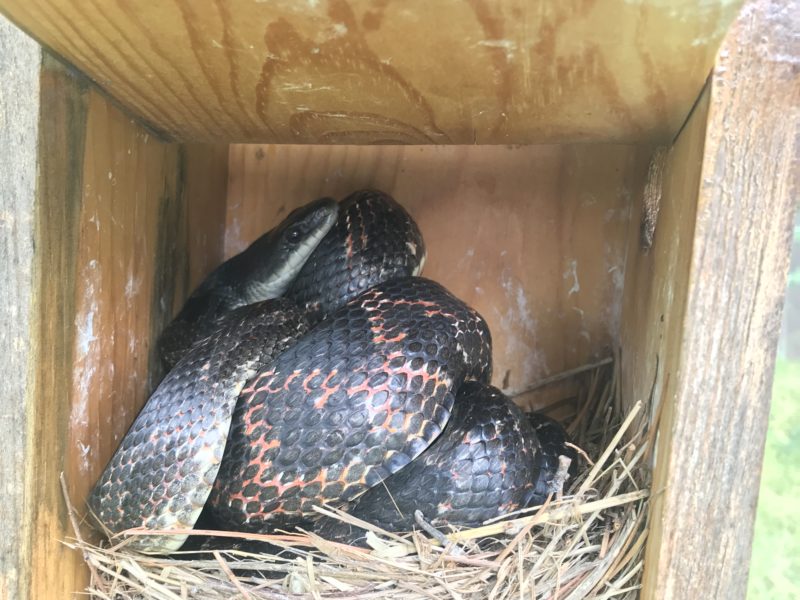 a snake curled up on top of a nest in a nest box