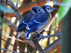 two Blue Jay fledglings perch on a branch