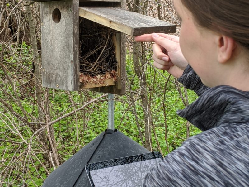 a woman checking a nest box