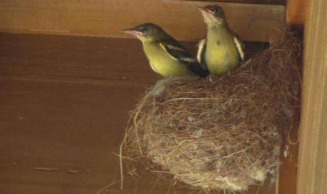 two Scotts' Oriole fledglings perched in a nest