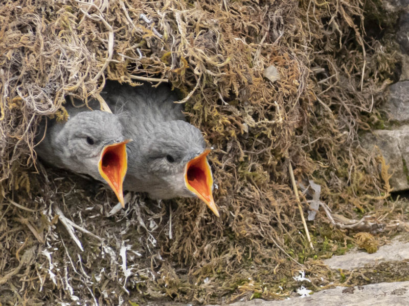 Two American Dipper nestlings beg for food from within a streamside nest