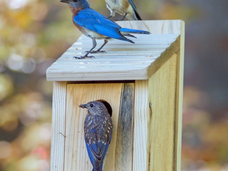 pair of bluebirds atop a nest box, with a juvenile bird perched at the entrance with food in its mouth, as if to feed the chicks within