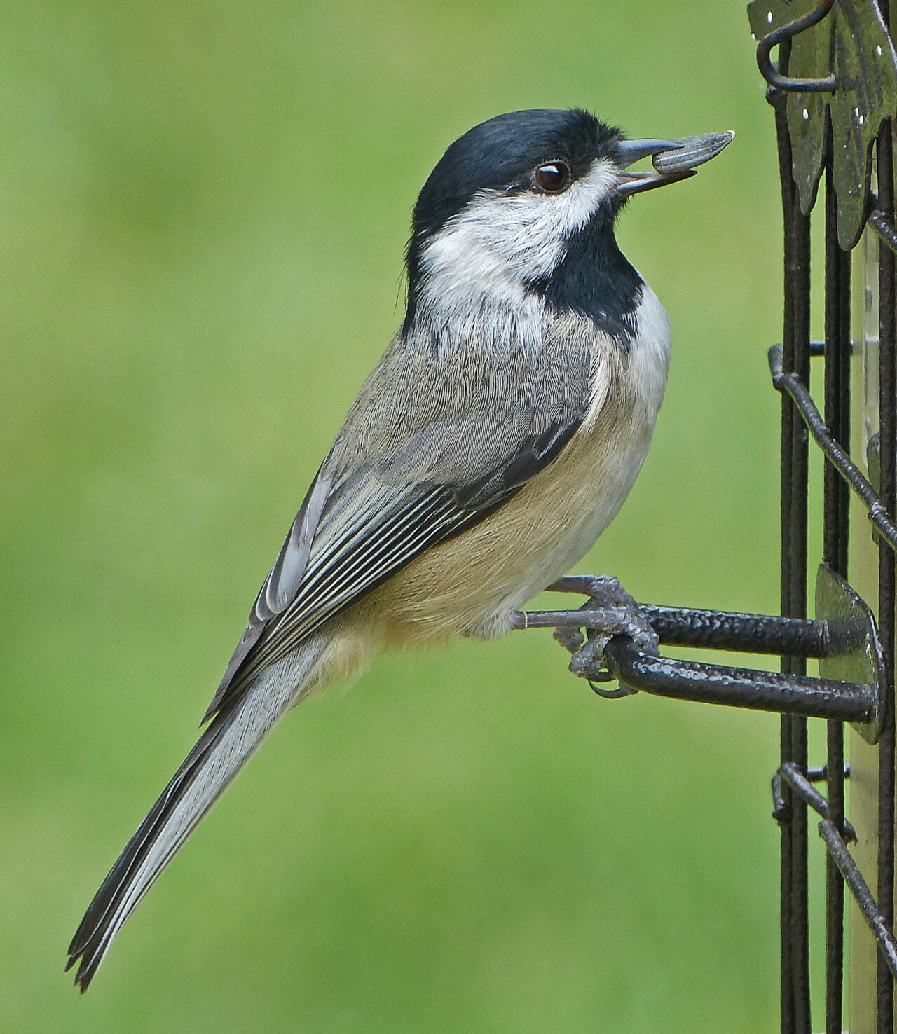 Seed Savers Club