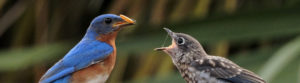 A male Eastern Bluebird feeds a mealworm to a fledgling.