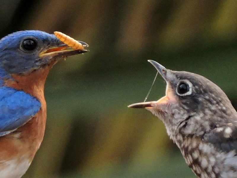 A male Eastern Bluebird feeds a mealworm to a fledgling.