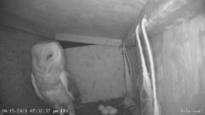 an infrared image of a barn owl inside a nest box along with 4 eggs