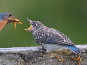 a young fledgling bluebird being fed mealworms by an adult