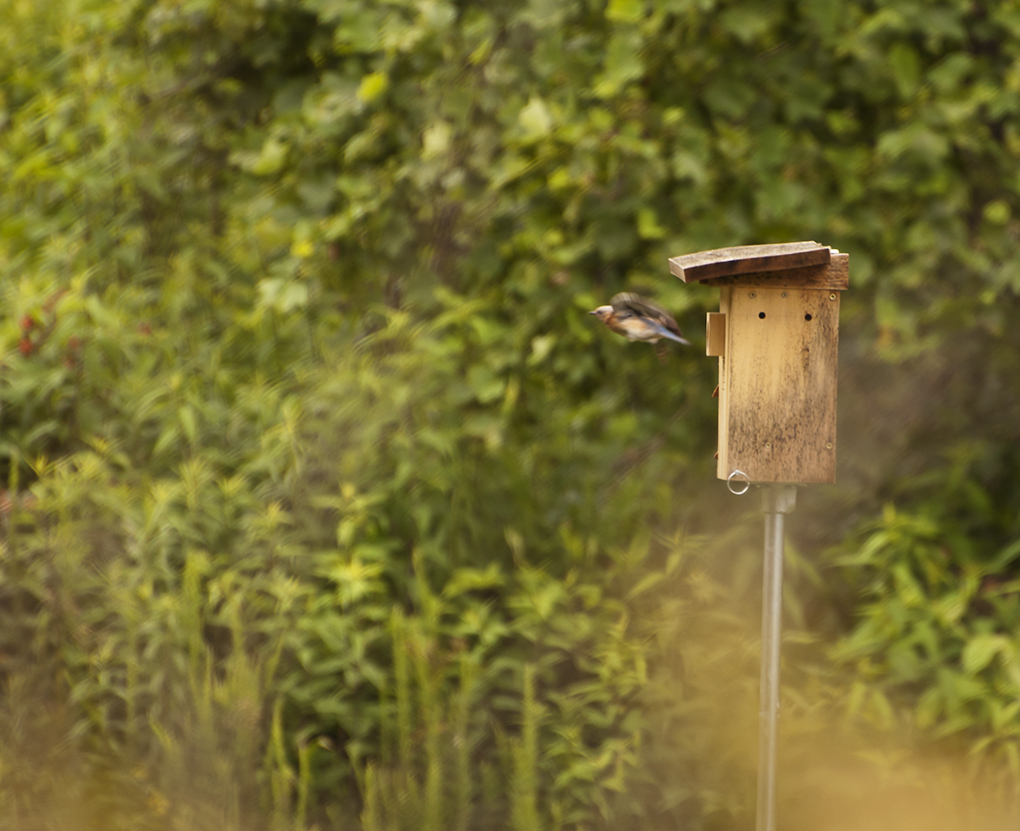NestWatch BlueBird House 1 Activity NestWatch