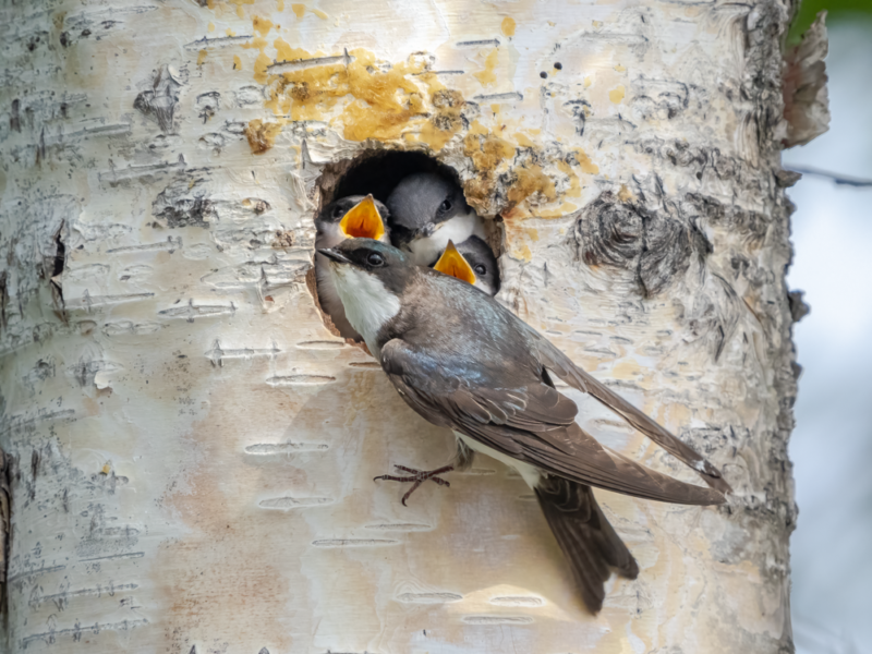 A female Tree Swallow perches at a nest hole with 3 nestlings peeking out.