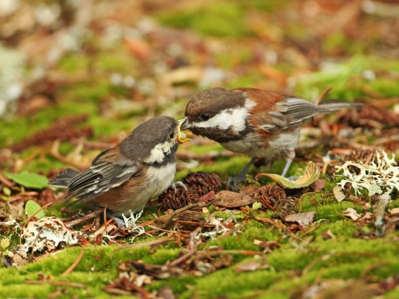an adult chickadee feeds a fledgling chickadee on a bed of mosses