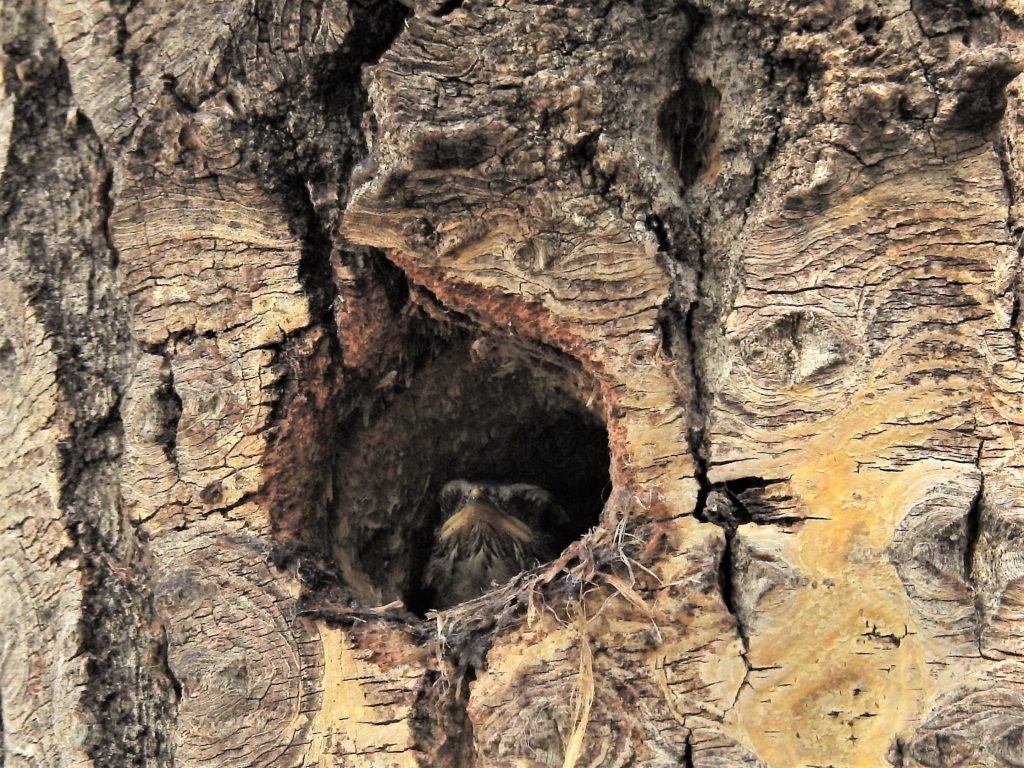 NestWatch | Red-breasted Nuthatch nest in tree cavity at Carburn Park ...