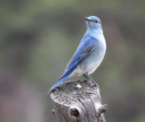 an all-blue bird perches atop a thin wooden stump
