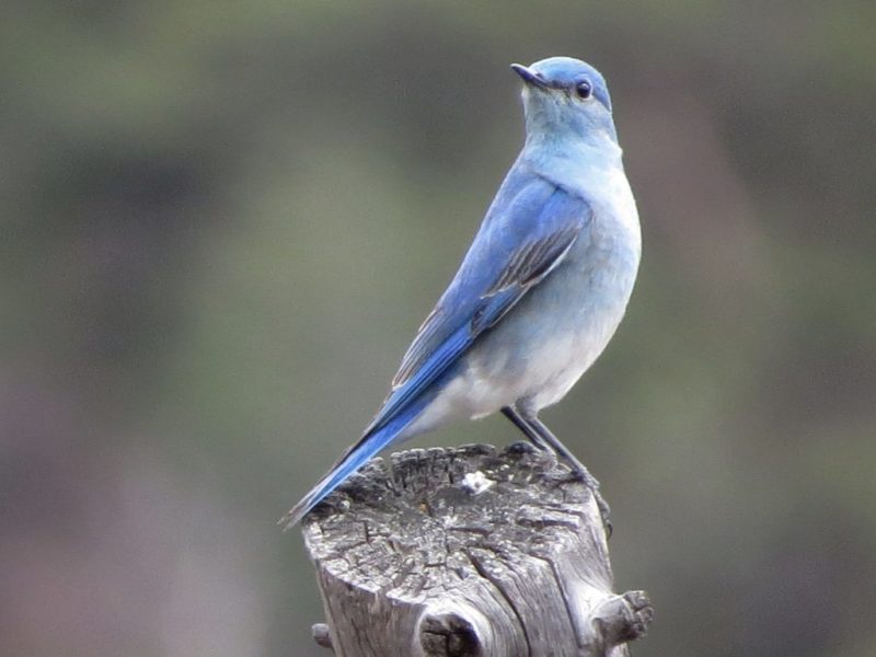 an all-blue bird perches atop a thin wooden stump