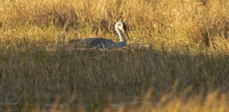 an adult Sandhill Crane sits on the nest in the middle of a field, the sun casting long shadows over the landscape