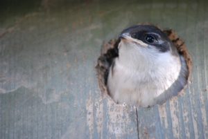a violet-green swallow perches at the entrance of a nest box, looking out.