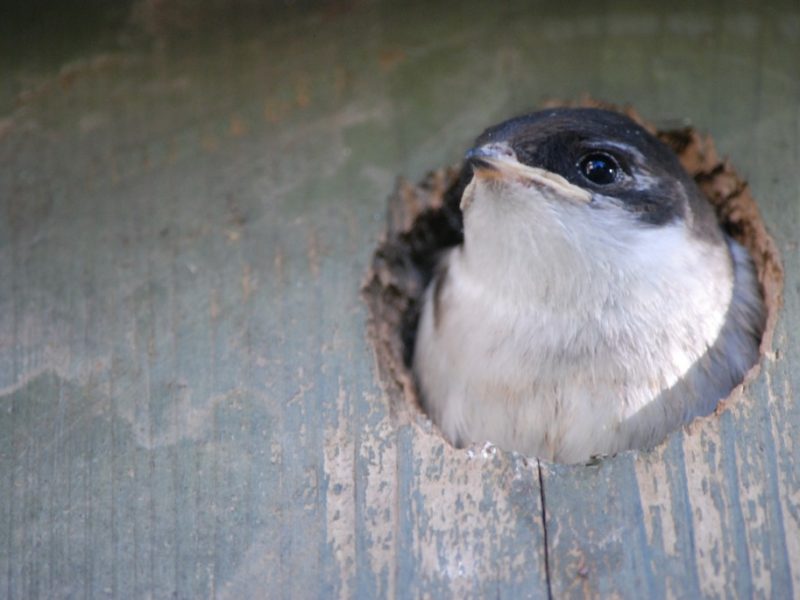 a violet-green swallow perches at the entrance of a nest box, looking out.