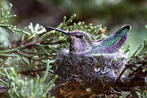 a female hummingbird sitting in her tiny cup nest