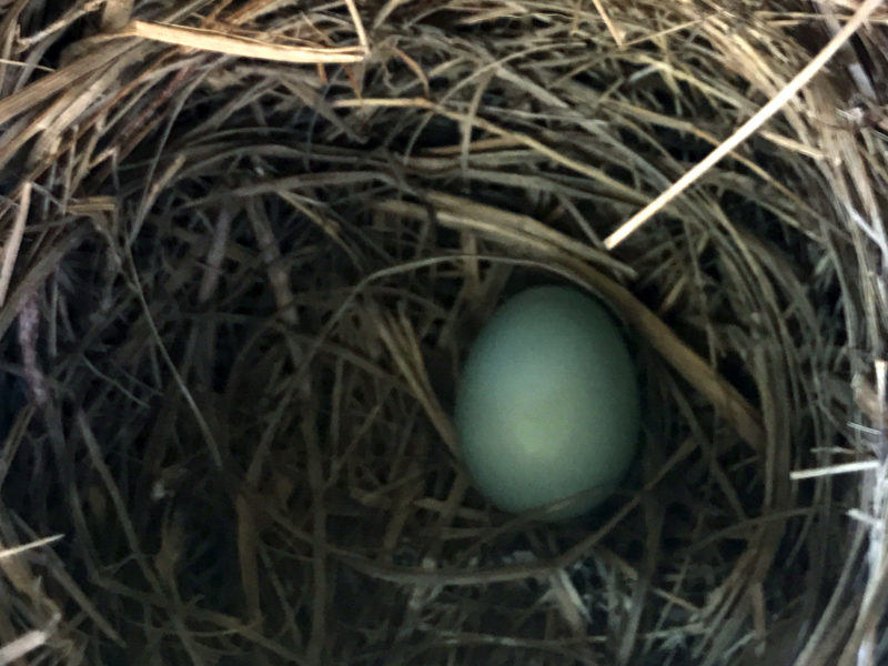 a single blue egg in a grassy nest