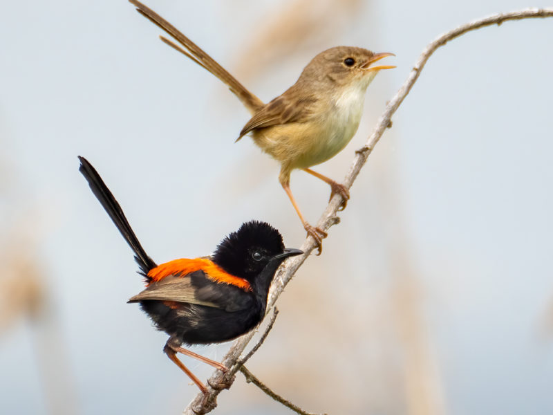 two fairy wrens perched on a thin branch
