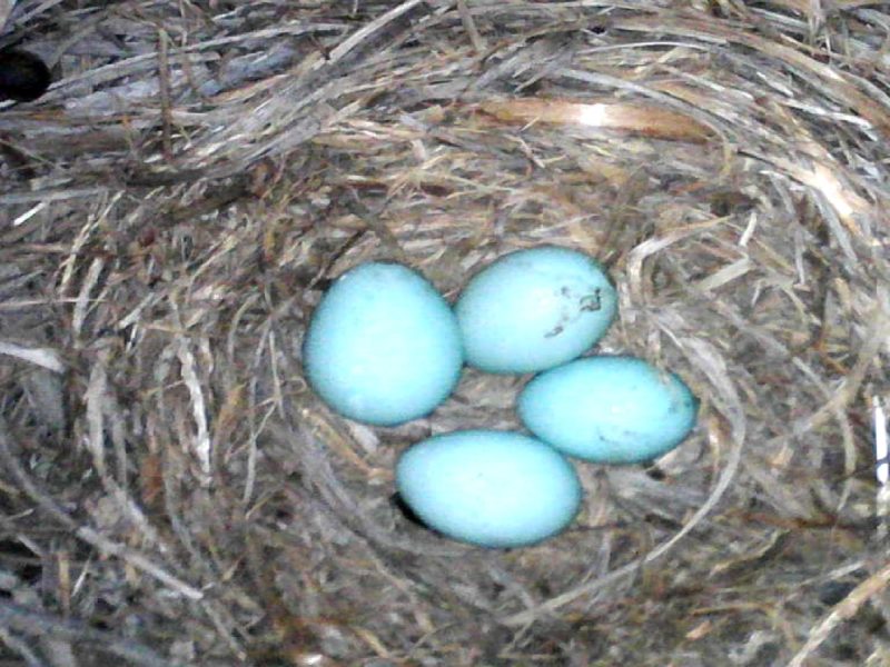 Four blue eggs lie in a nest of dried grass.