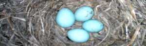 four eggs lie in a nest of dried grass