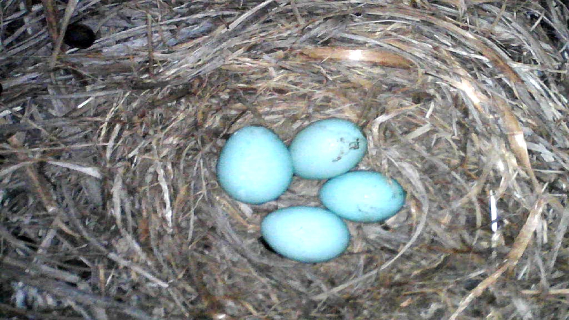 Four blue eggs lie in a nest of dried grass.