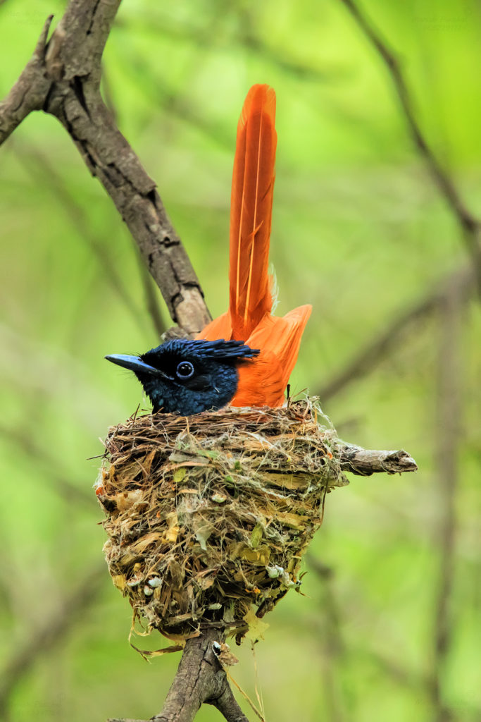 NestWatch Home Sweet Home NestWatch