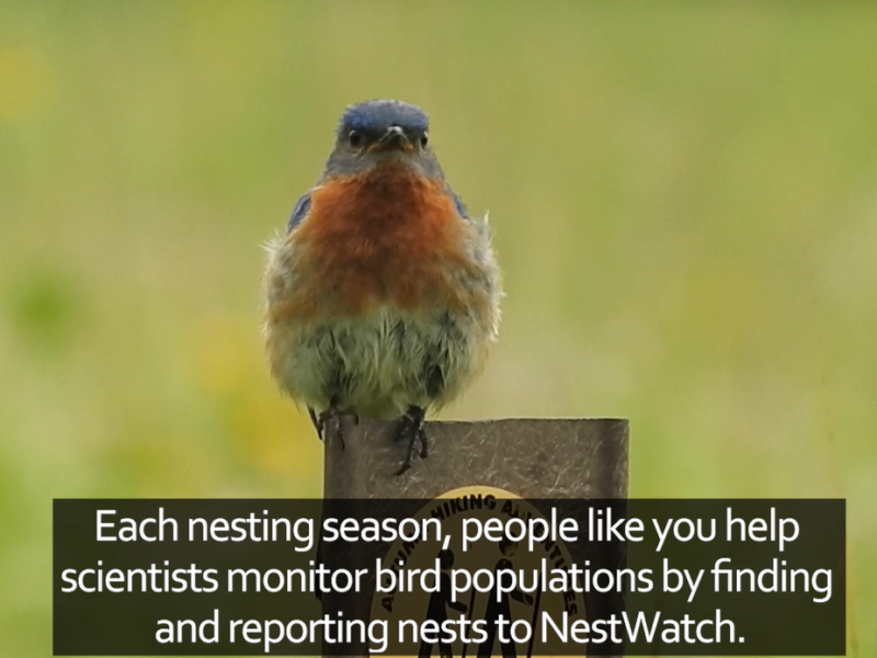 a screenshot from a video describing NestWatch, featuring an eastern bluebird perched on a post