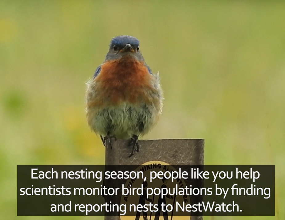 a screenshot from a video describing NestWatch, featuring an eastern bluebird perched on a post