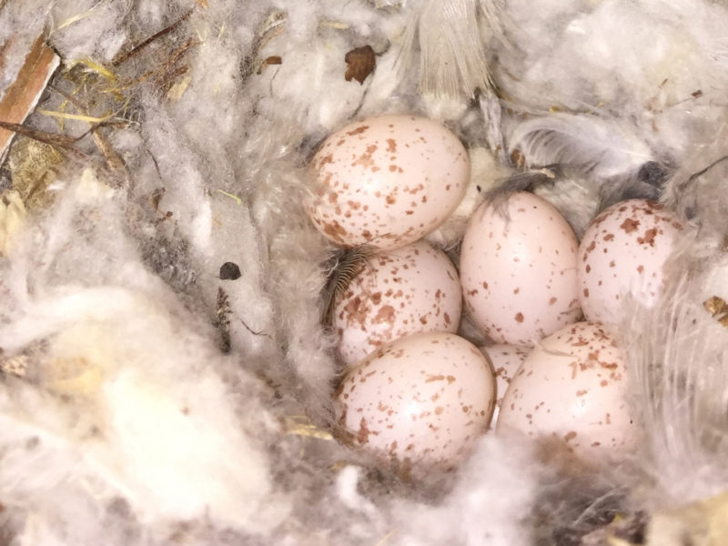 Seven speckled eggs lie in a fluffy nest